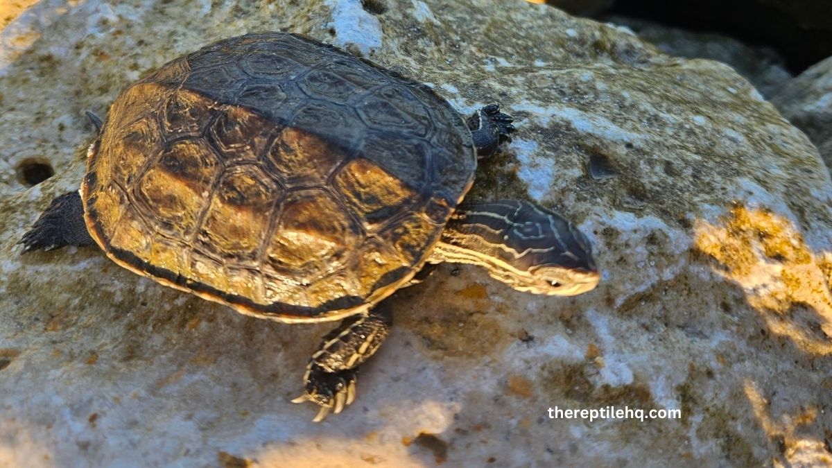 Do Turtles Have Scales? Unveiling the Mystery of Turtle Skin - The ...