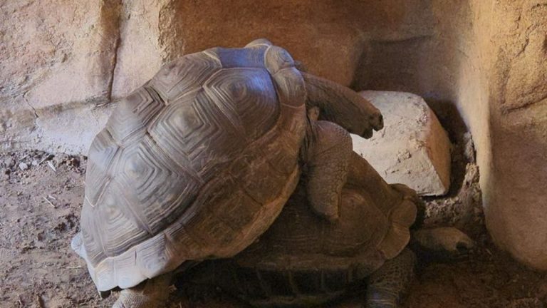 Florida Box Turtle: Unlocking the Secrets of Its Lifespan